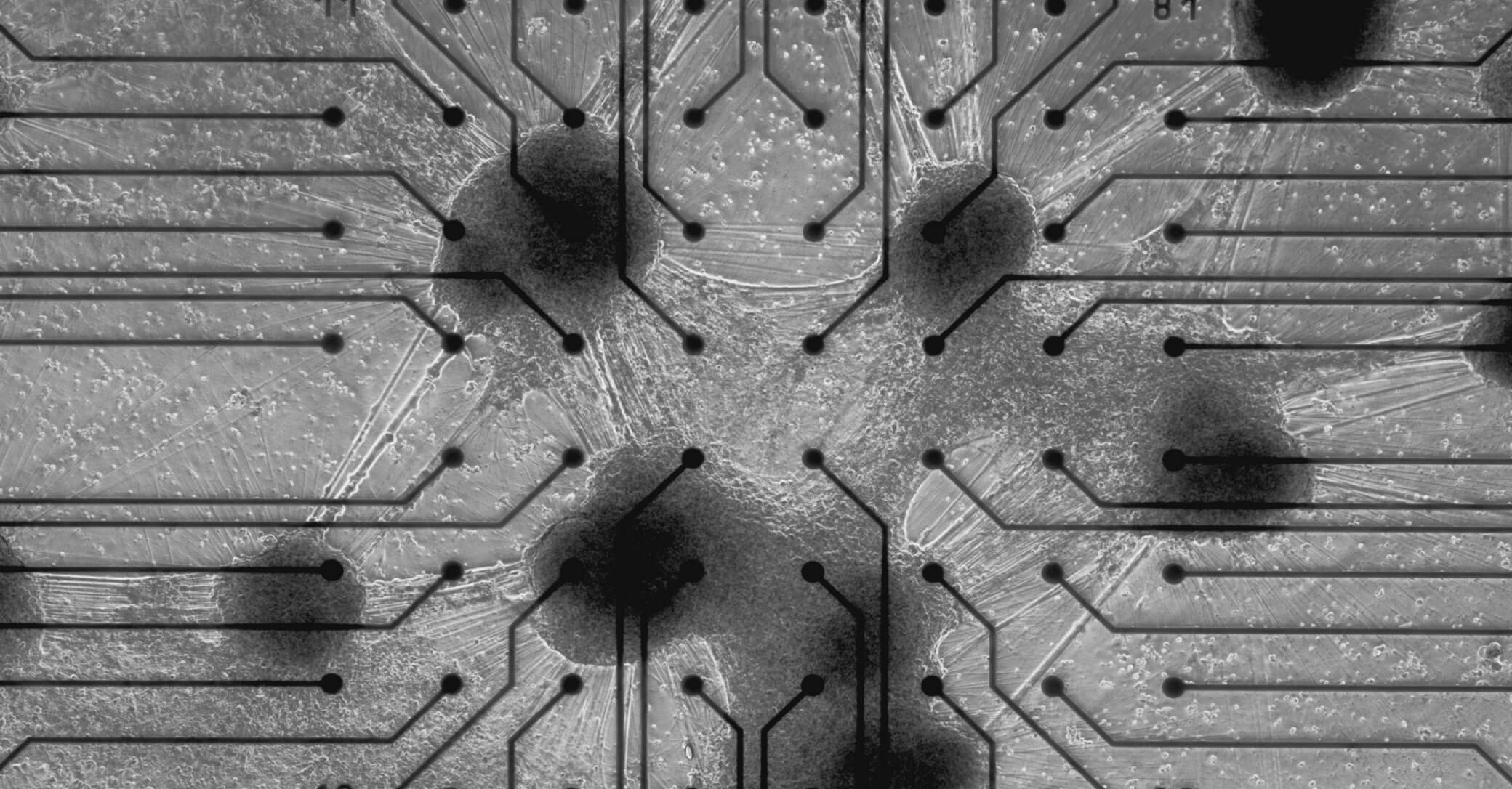 Neurons living on a silicon chip